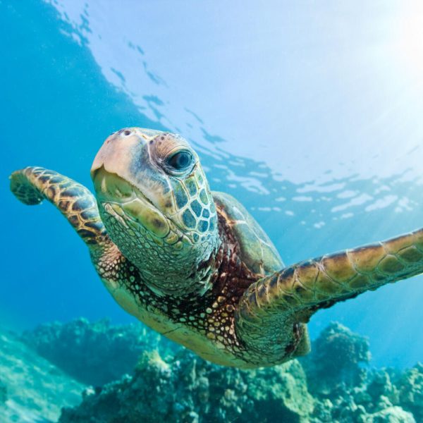 Green sea turtle swimming underwater in Hawaii.